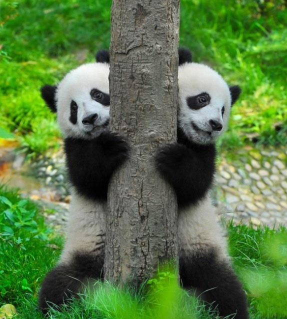 四川國際旅游營銷策劃